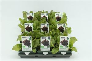 Bild von Sla. Vollegrondsla Rood